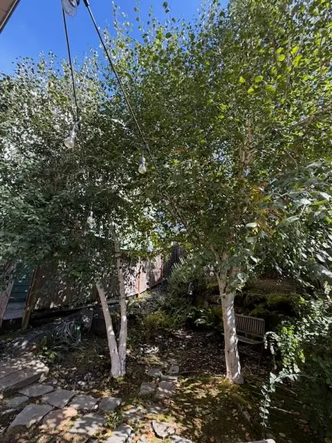 White birch trunks under a dense leafy canopy beside a house