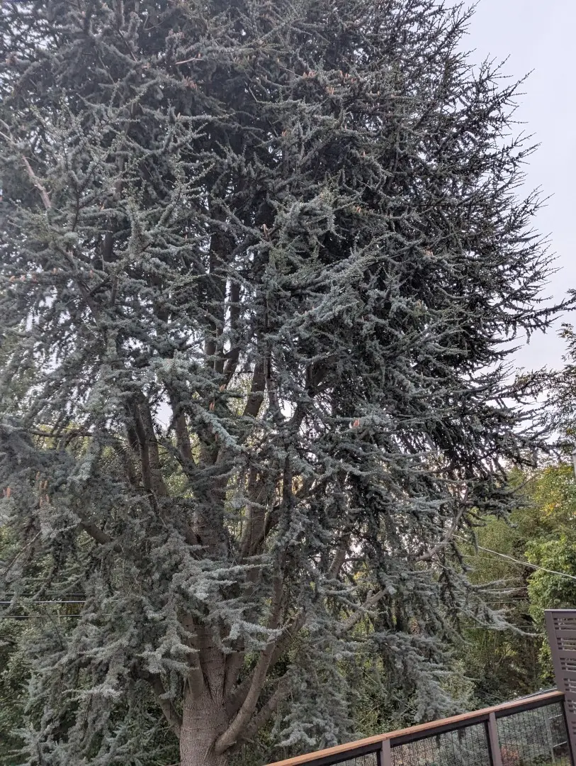 Evergreen branches thinning, with dieback and lichen in the inner crown