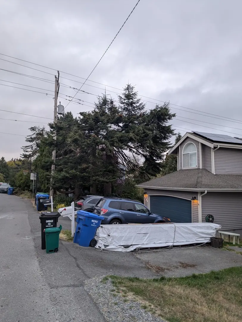 Large evergreens towering over homes, a driveway and utility lines