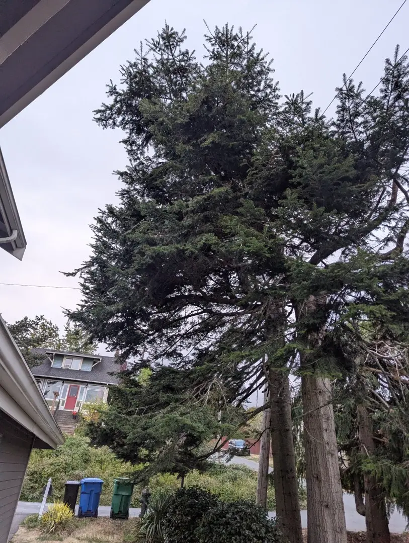Large evergreen with heavy limbs crowding the side of a house