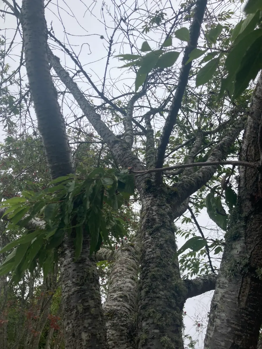 View up a mature trunk to its main forks and lichen-covered limbs