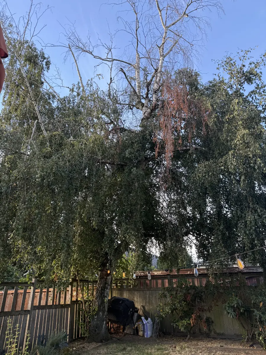 Overgrown weeping tree with long, drooping branches