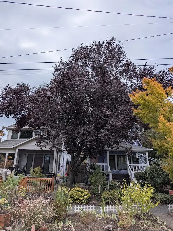 Purple-leaf tree spreading over the front porch of a white house in autumn