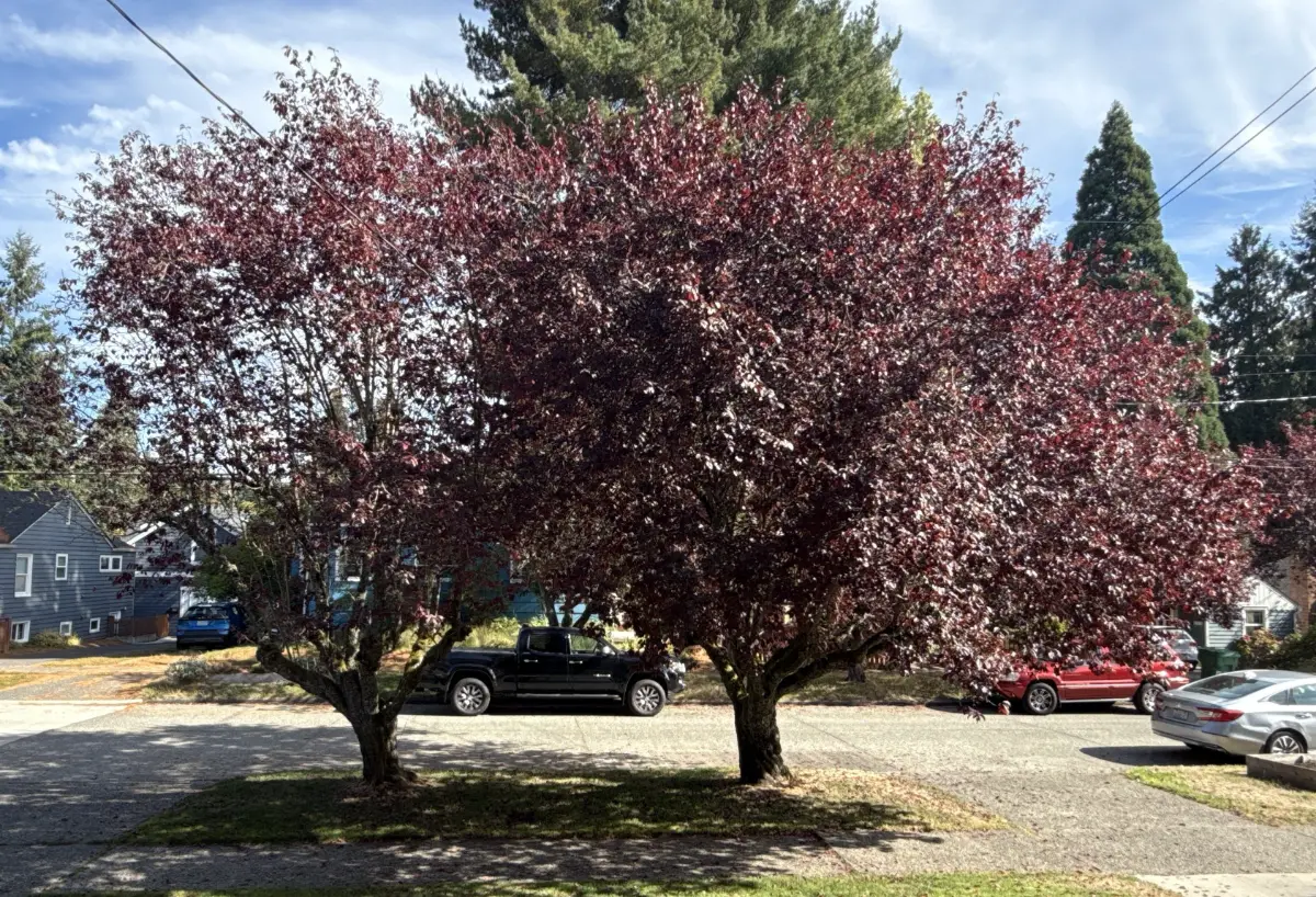 Two purple-leaf ornamental trees with dense crowns beside a gravel parking area