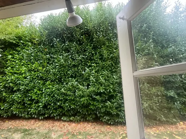 Tall, overgrown laurel hedge seen through a window