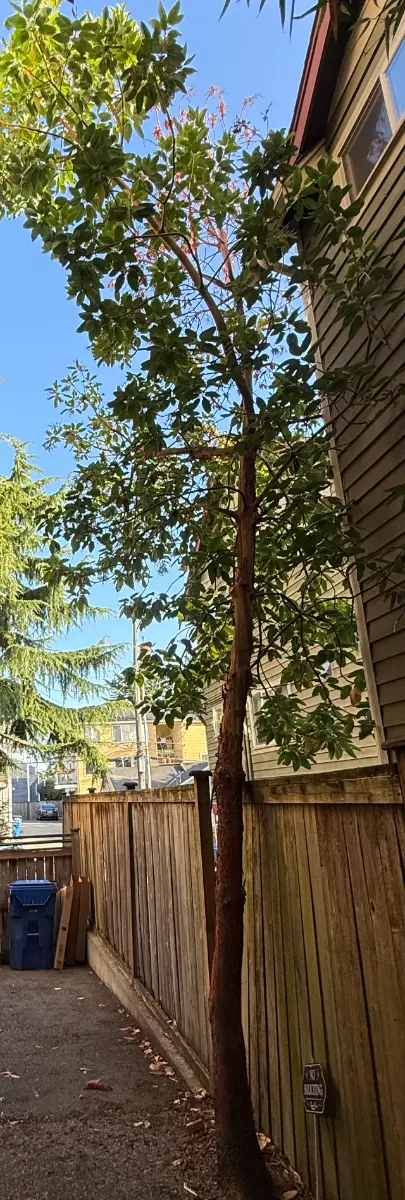 Tall tree trunk rising close to a house wall
