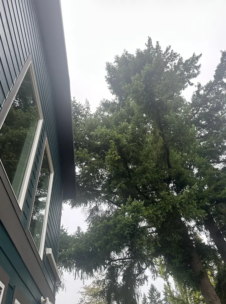 Dense tree crown pressing against an upstairs window