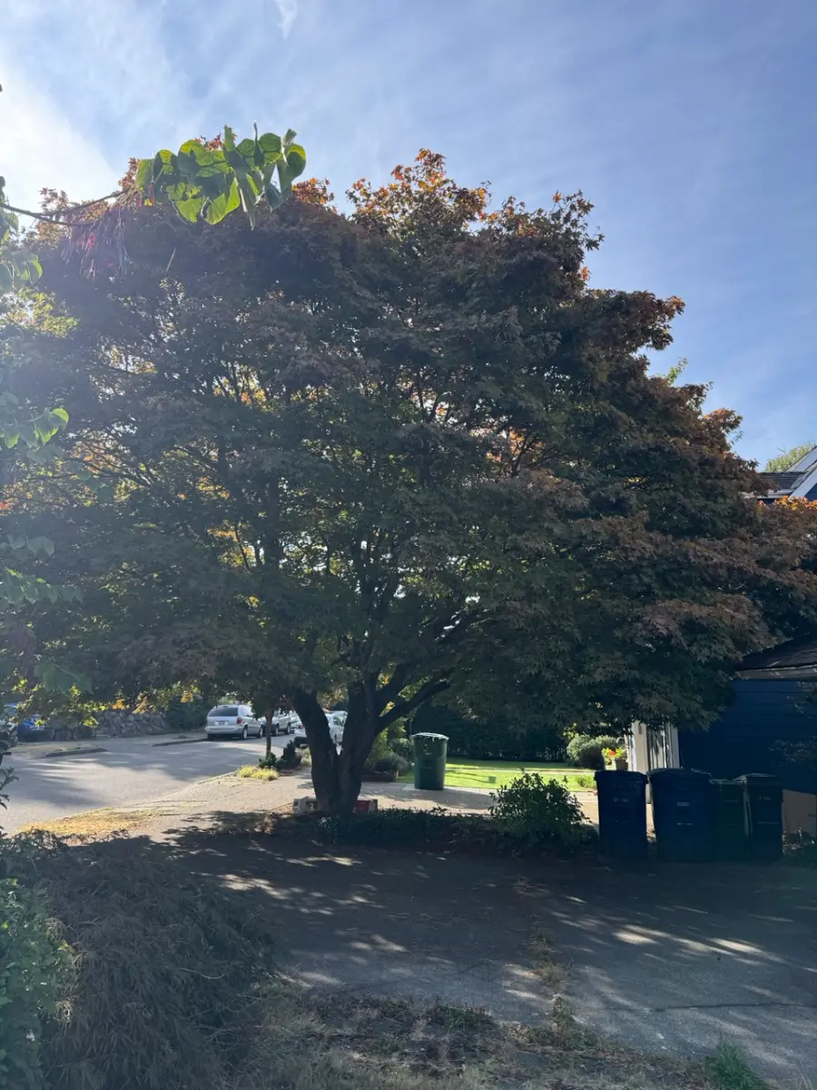 Wide-crowned shade tree spreading over a quiet residential street